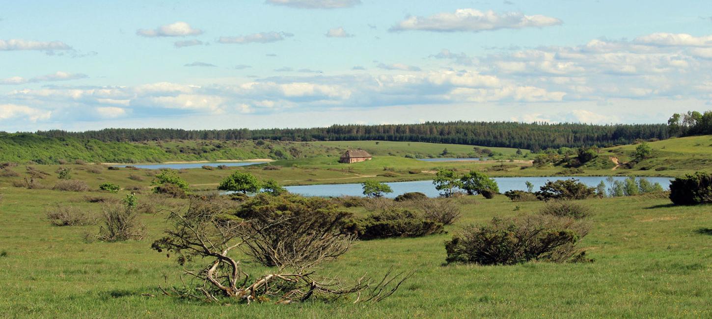 Stubbergaard sø - Flynder sø