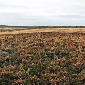 Sønder Vosborg Hede 