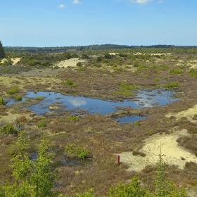 Stråsø Plantage